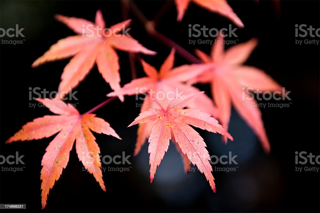 Detail Daun Maple Jepang Nomer 9