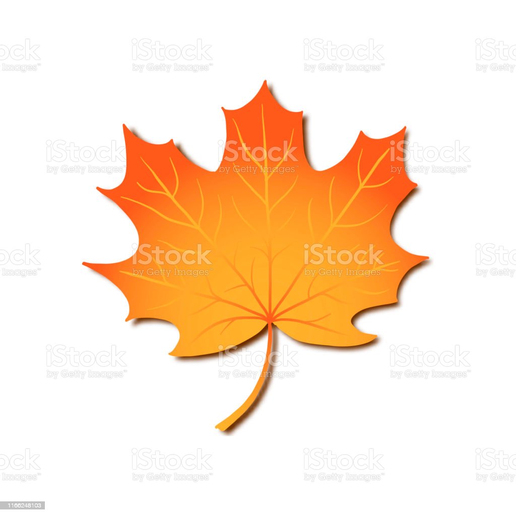 Daun Maple Vector - KibrisPDR