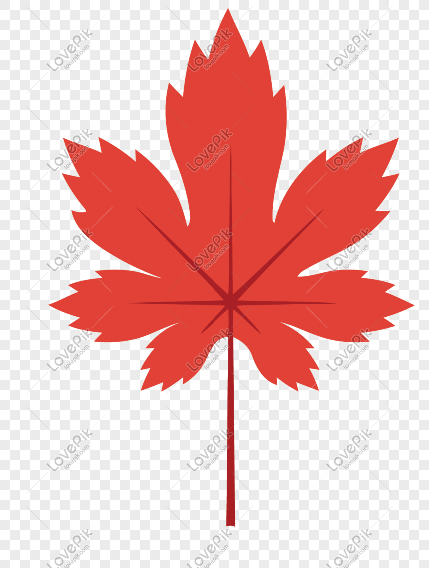 Detail Daun Maple Vector Nomer 2