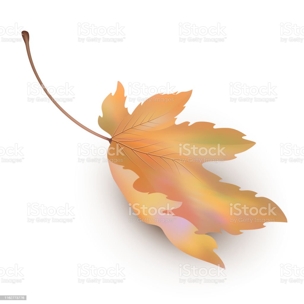 Detail Daun Maple Vector Nomer 12