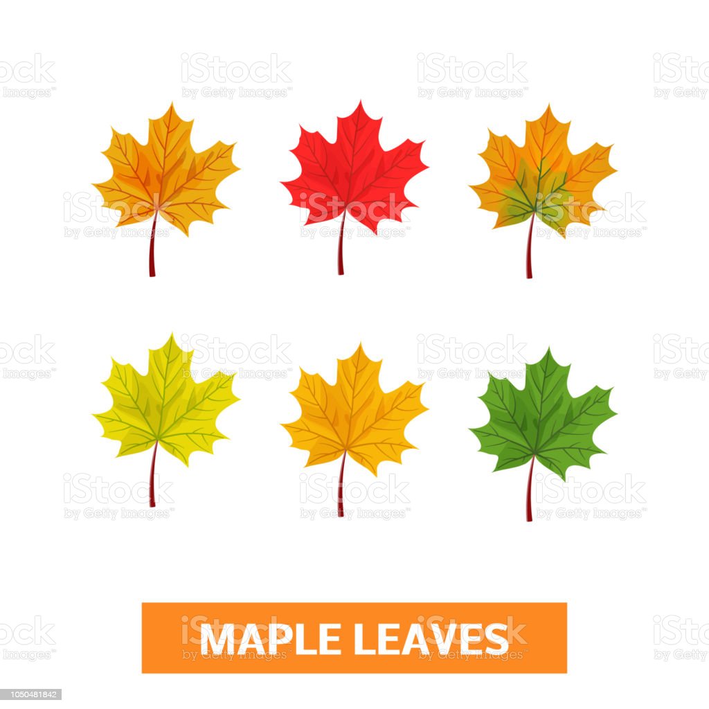 Detail Daun Maple Vector Nomer 13