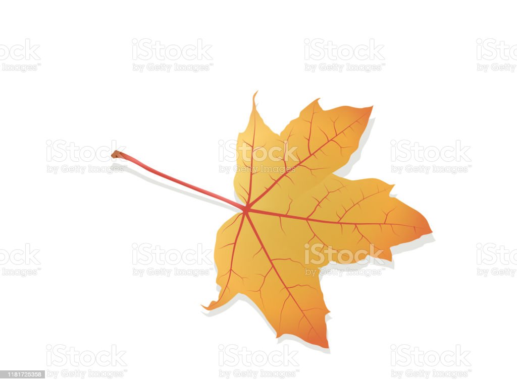 Detail Daun Maple Vector Nomer 15