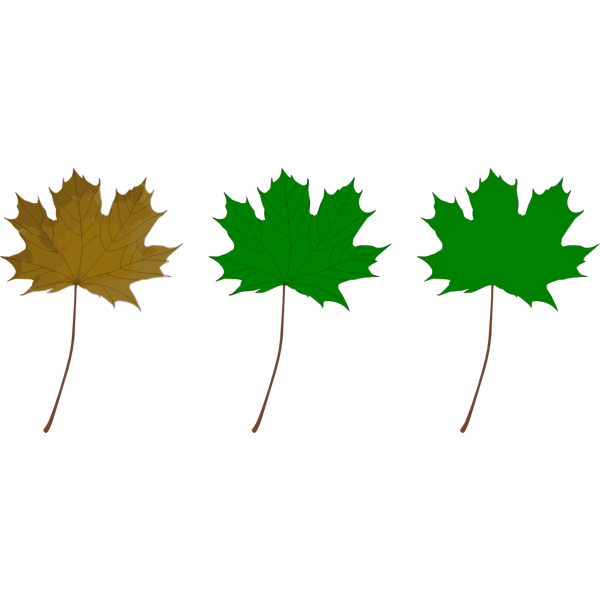 Detail Daun Maple Vector Nomer 16