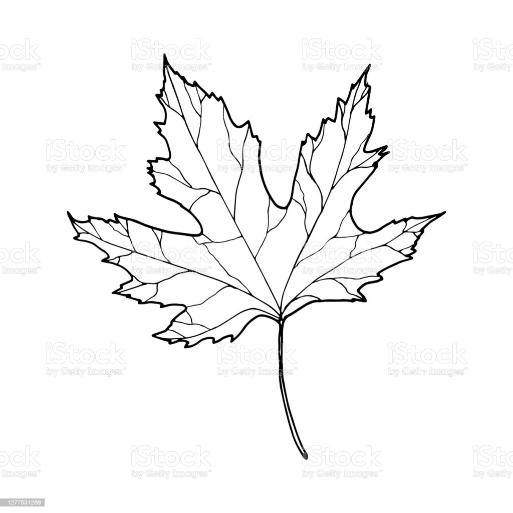 Detail Daun Maple Vector Nomer 17