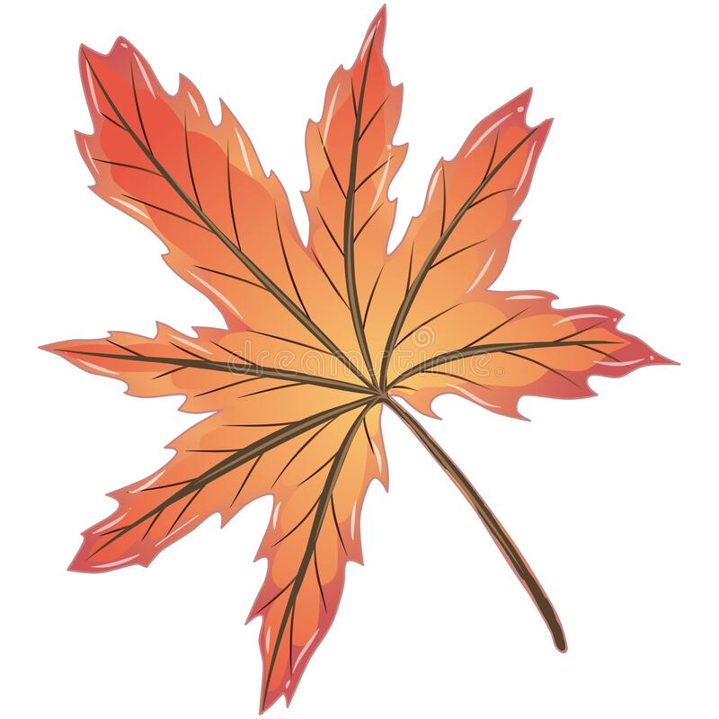 Detail Daun Maple Vector Nomer 18