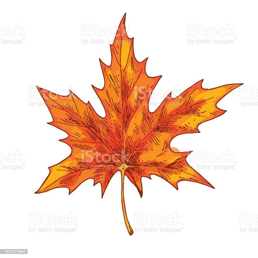 Detail Daun Maple Vector Nomer 19