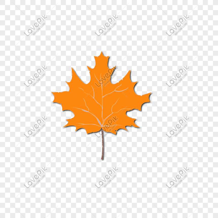 Detail Daun Maple Vector Nomer 20