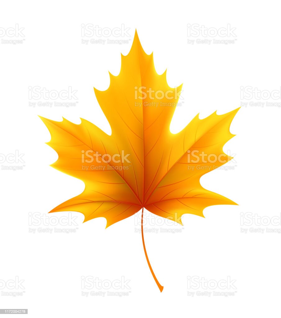 Detail Daun Maple Vector Nomer 21