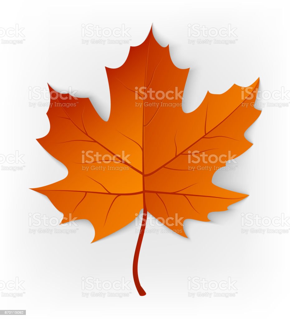 Detail Daun Maple Vector Nomer 22
