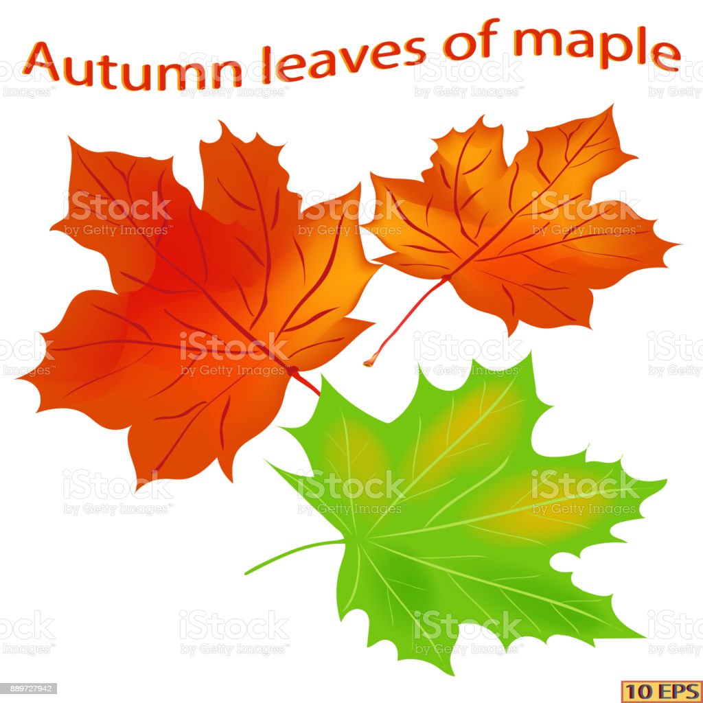 Detail Daun Maple Vector Nomer 24