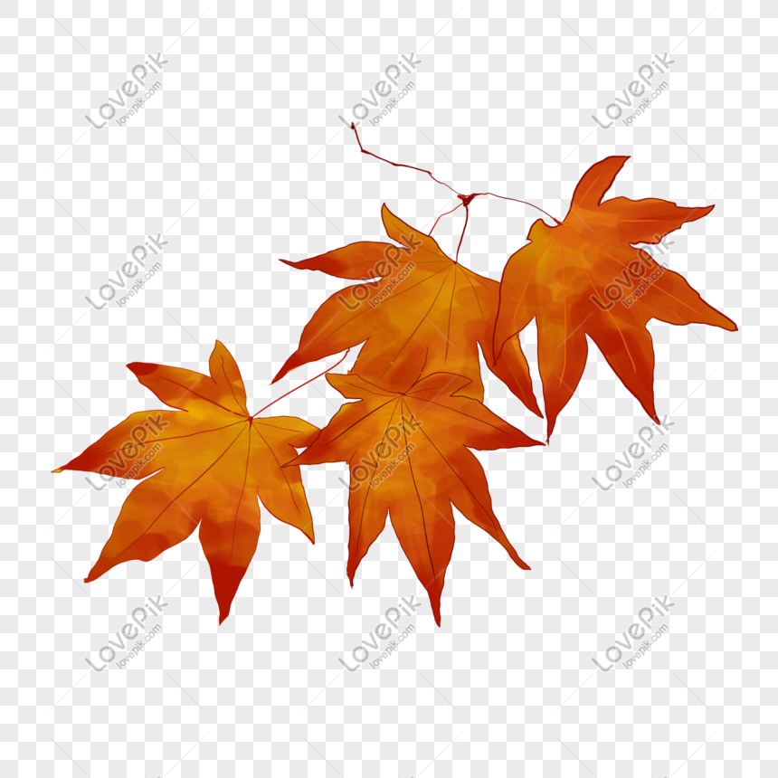 Detail Daun Maple Vector Nomer 25