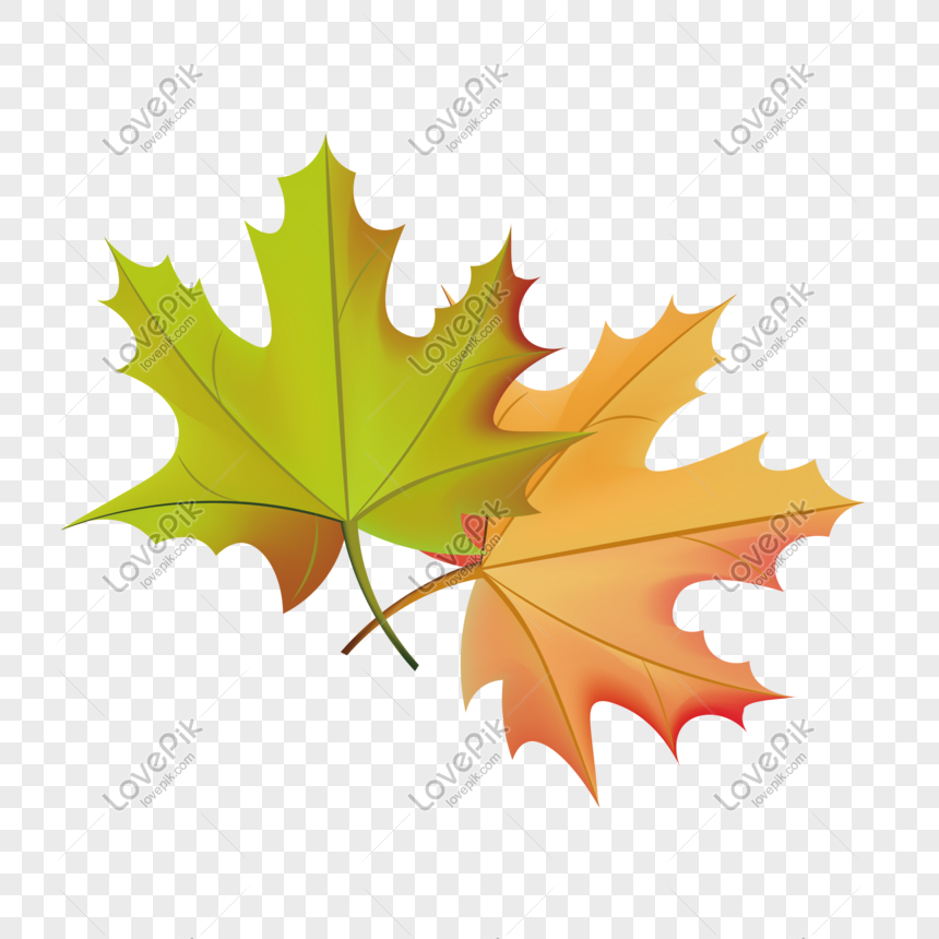 Detail Daun Maple Vector Nomer 26
