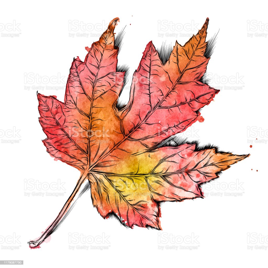 Detail Daun Maple Vector Nomer 27