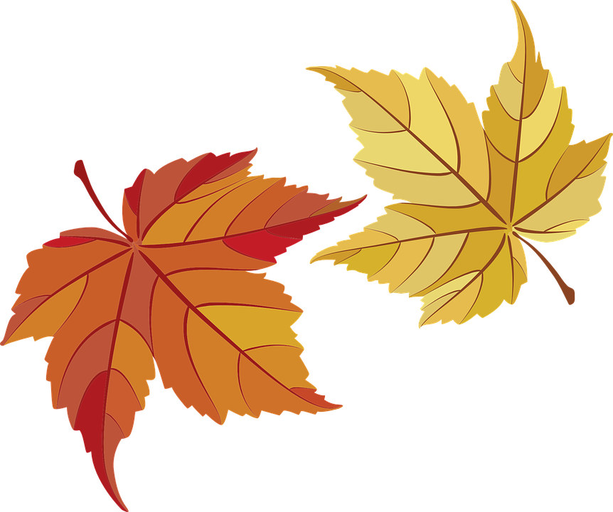 Detail Daun Maple Vector Nomer 4