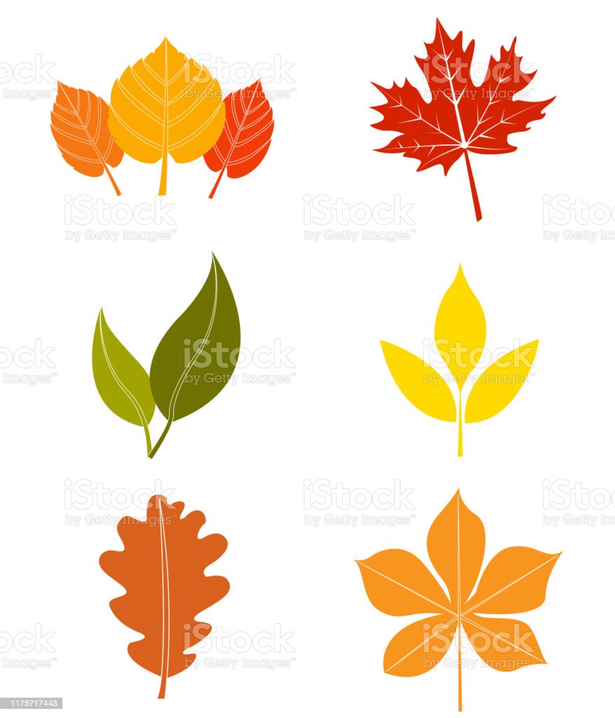 Detail Daun Maple Vector Nomer 33