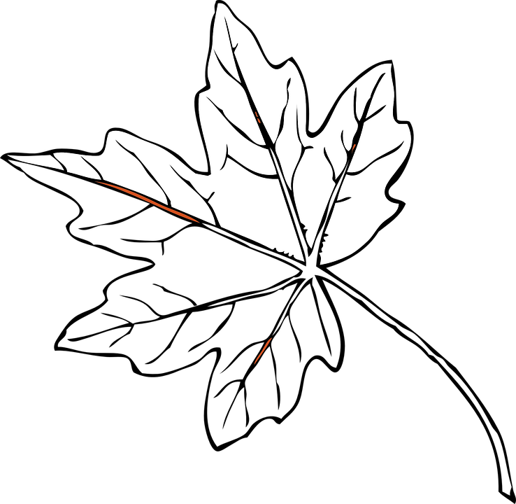 Detail Daun Maple Vector Nomer 35