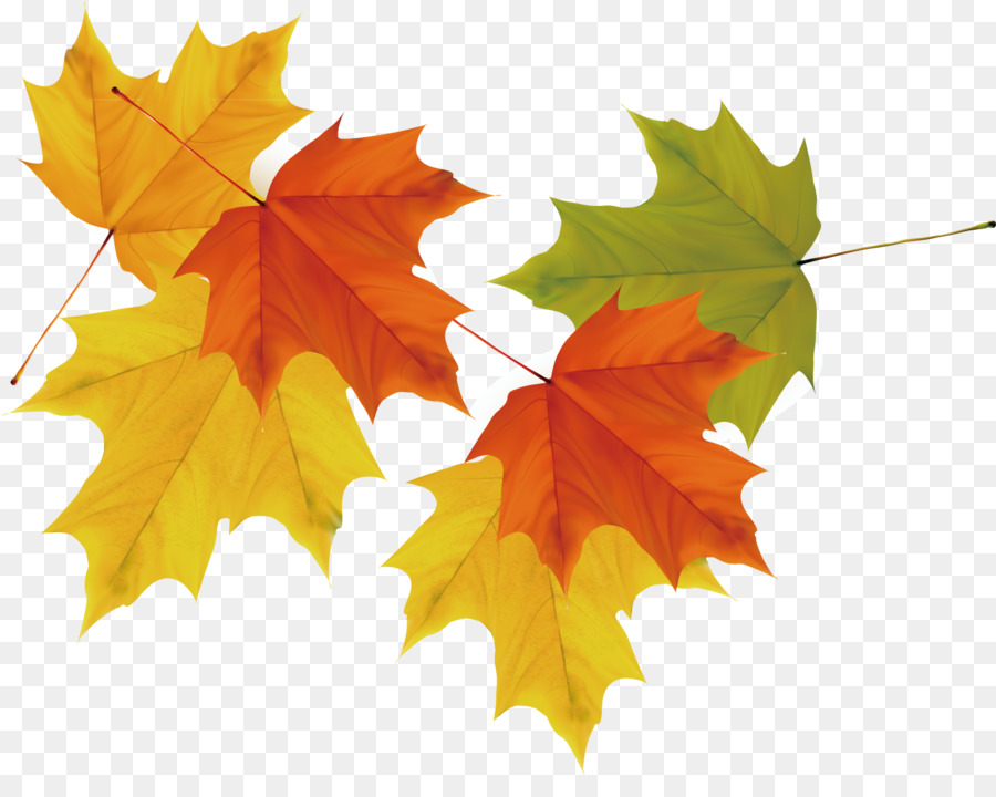 Detail Daun Maple Vector Nomer 38