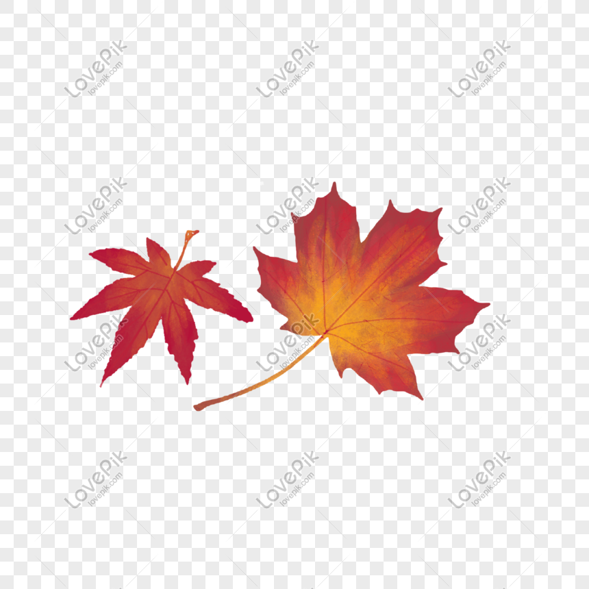 Detail Daun Maple Vector Nomer 46