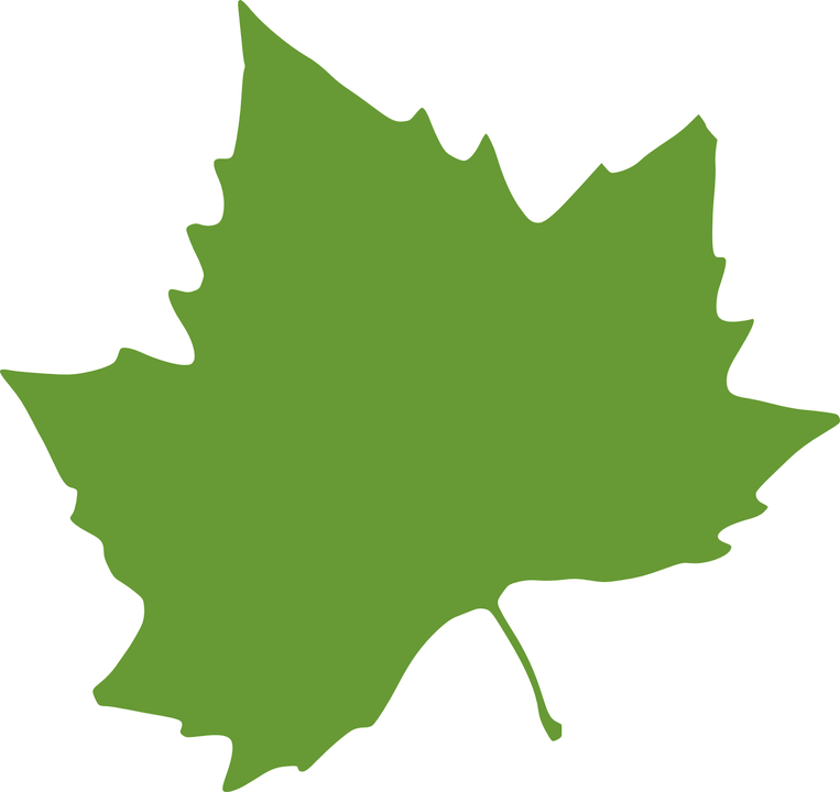 Detail Daun Maple Vector Nomer 47