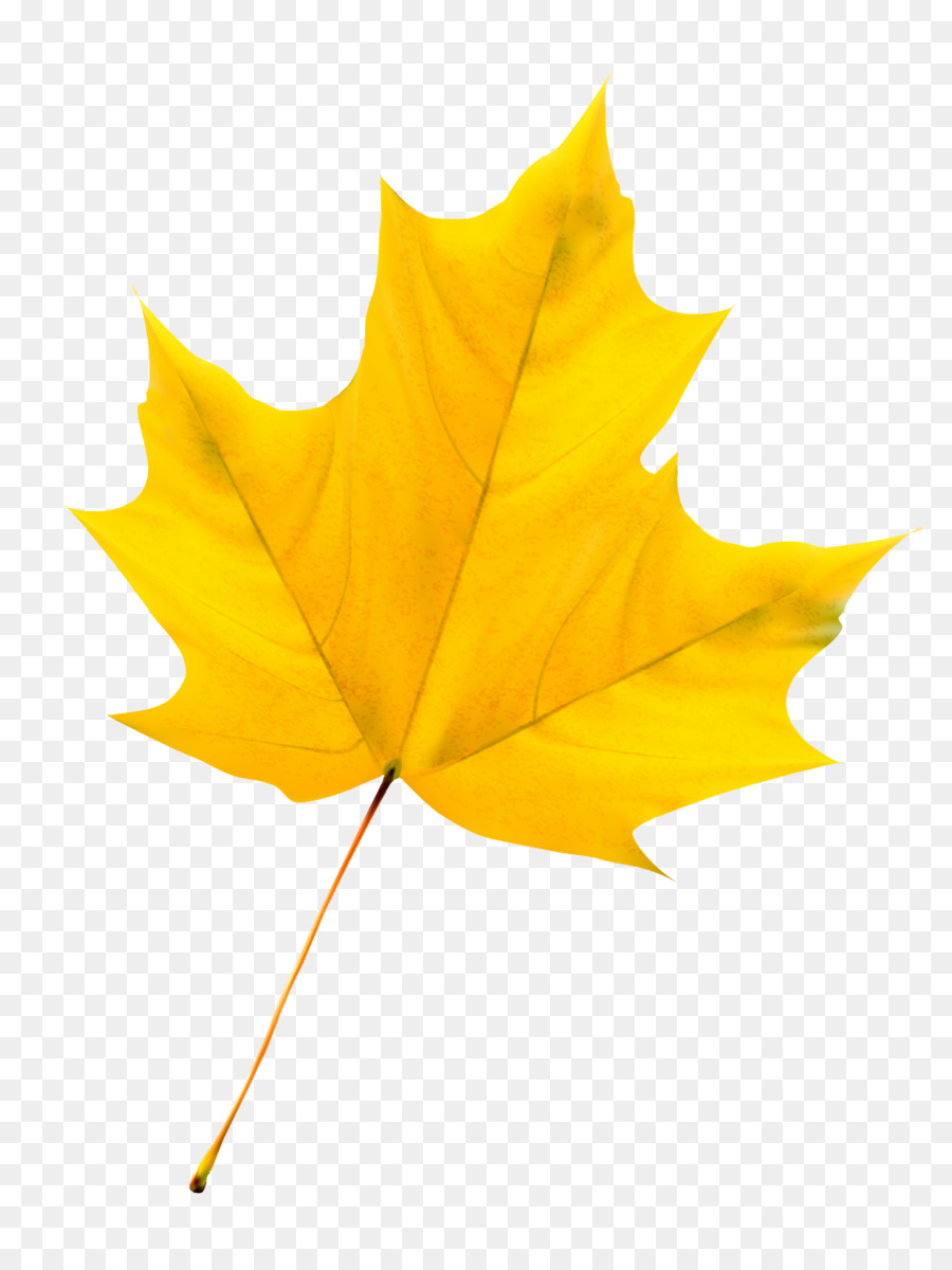 Detail Daun Maple Vector Nomer 49