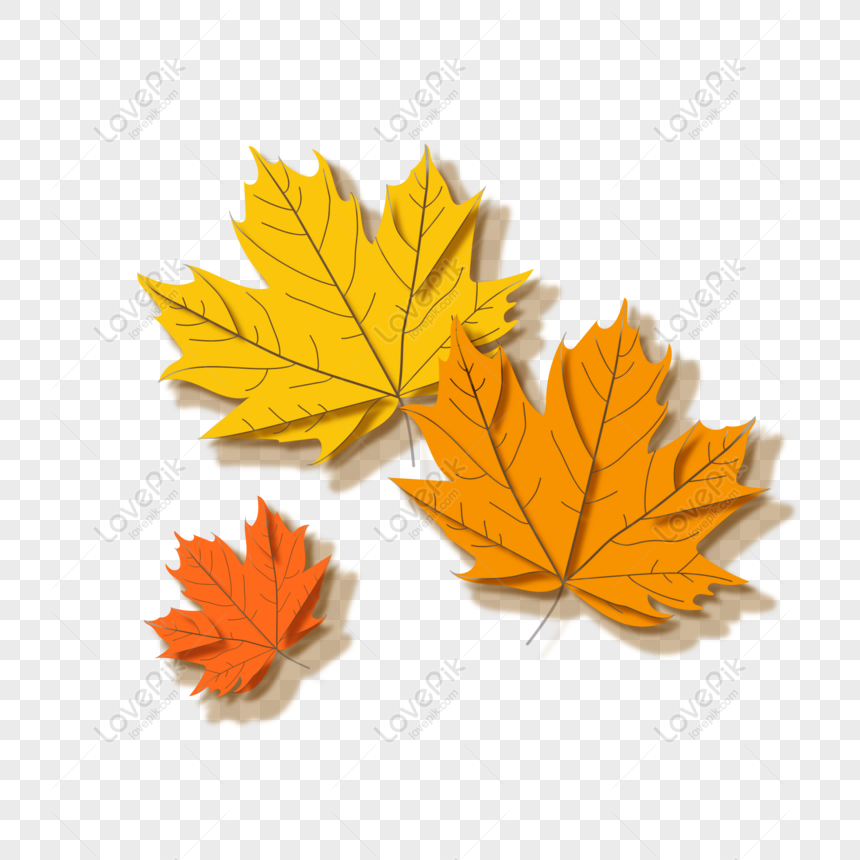 Detail Daun Maple Vector Nomer 51