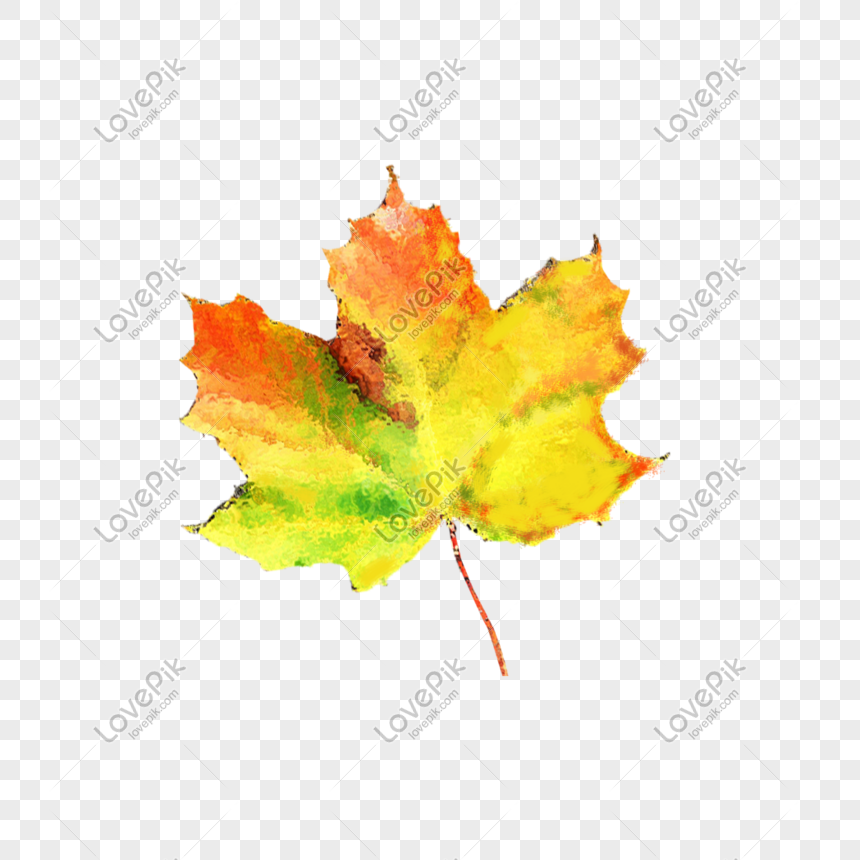 Detail Daun Maple Vector Nomer 56