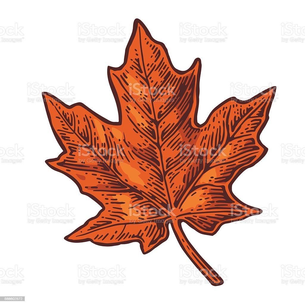 Detail Daun Maple Vector Nomer 9