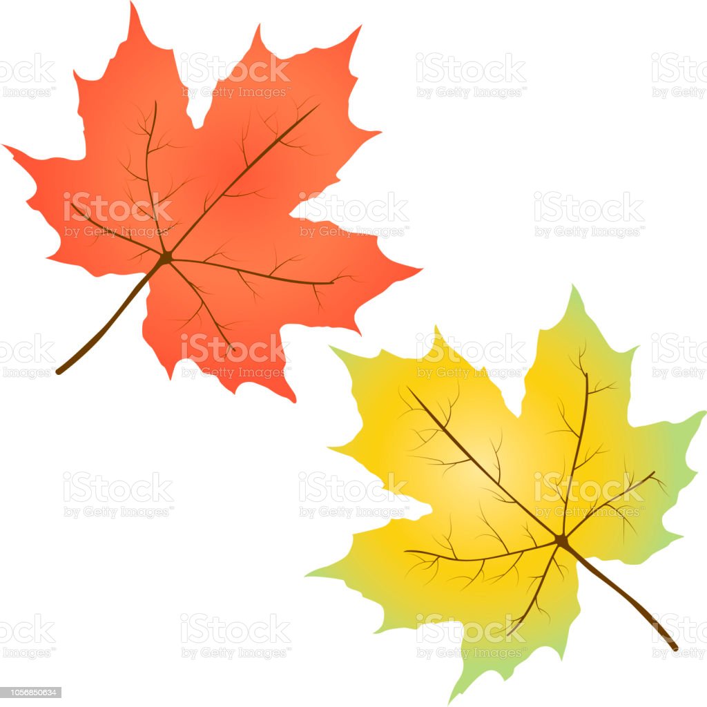 Detail Daun Maple Vector Nomer 10