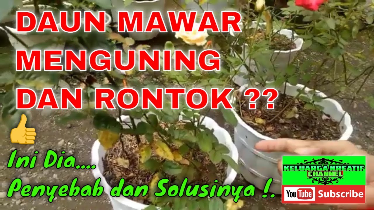 Detail Daun Mawar Menguning Nomer 3