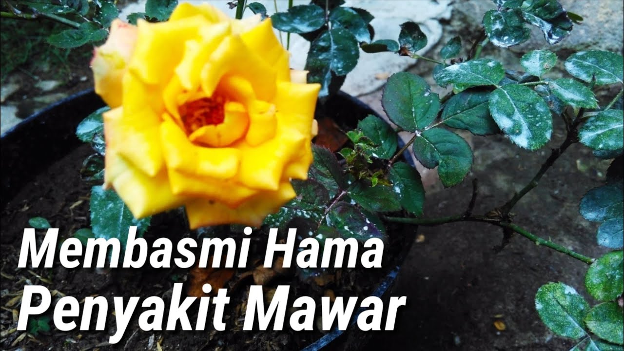 Detail Daun Mawar Menguning Nomer 31