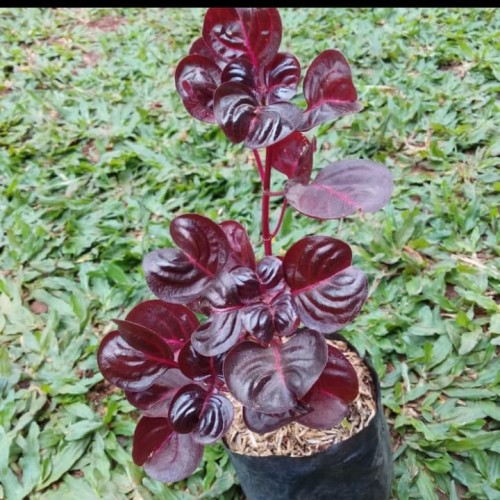 Detail Daun Merah Hati Nomer 21