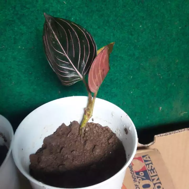 Detail Daun Merah Hati Nomer 35