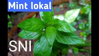 Detail Daun Mint Liar Nomer 21