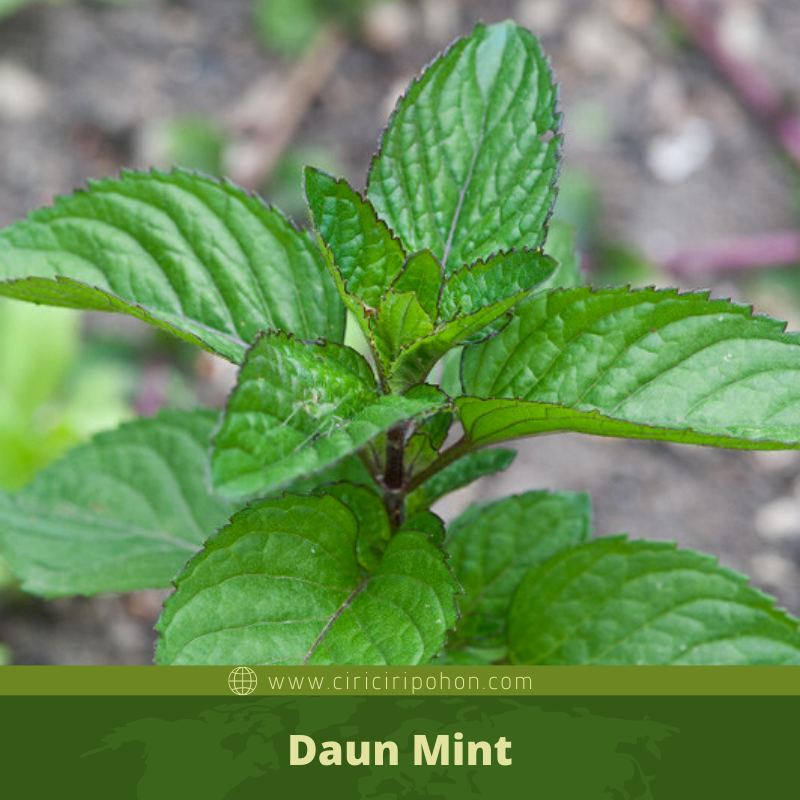 Detail Daun Mint Liar Nomer 6