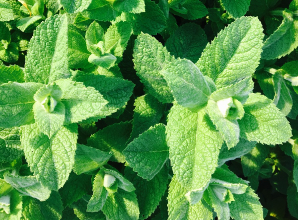 Detail Daun Mint Liar Nomer 10