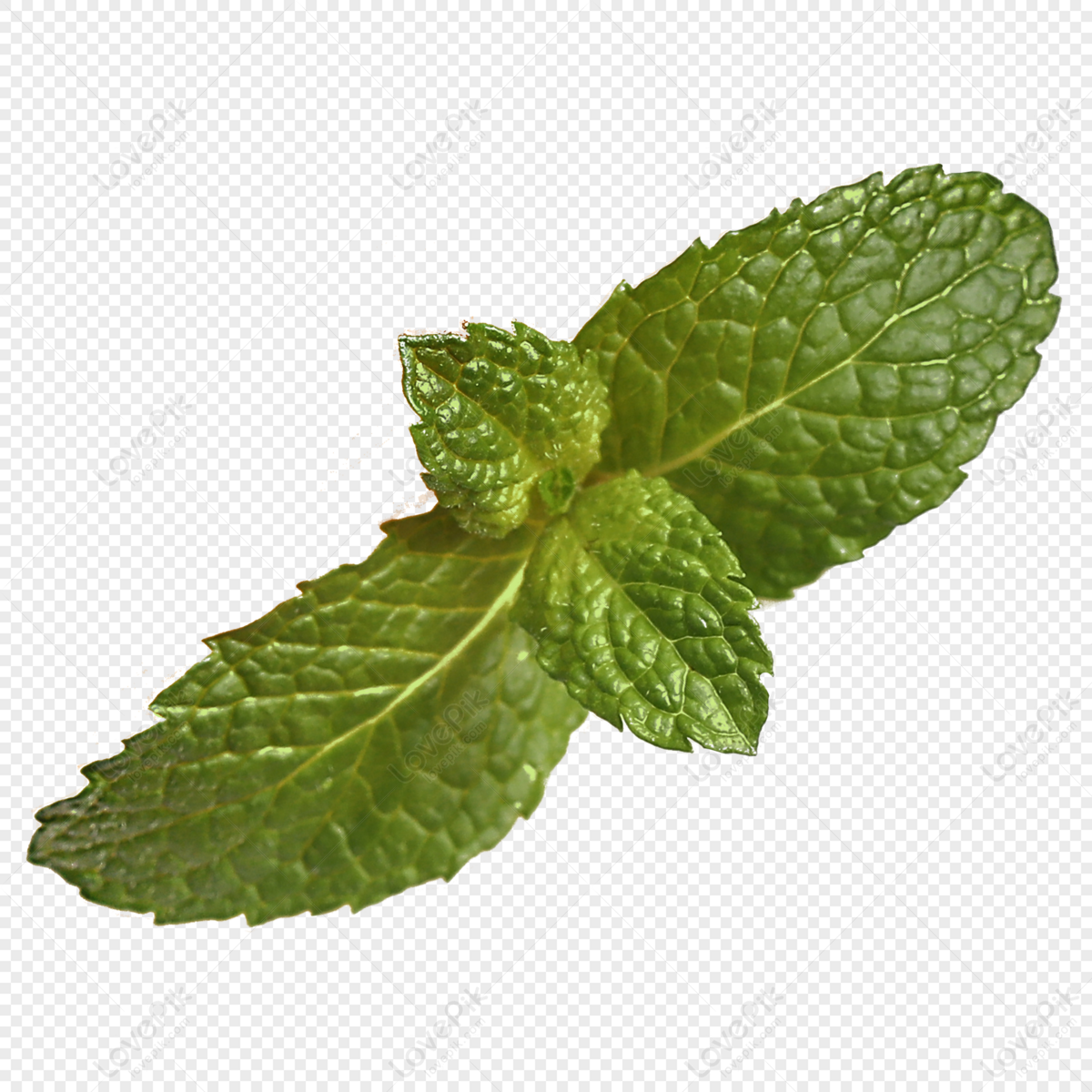 Detail Daun Mint Png Nomer 18