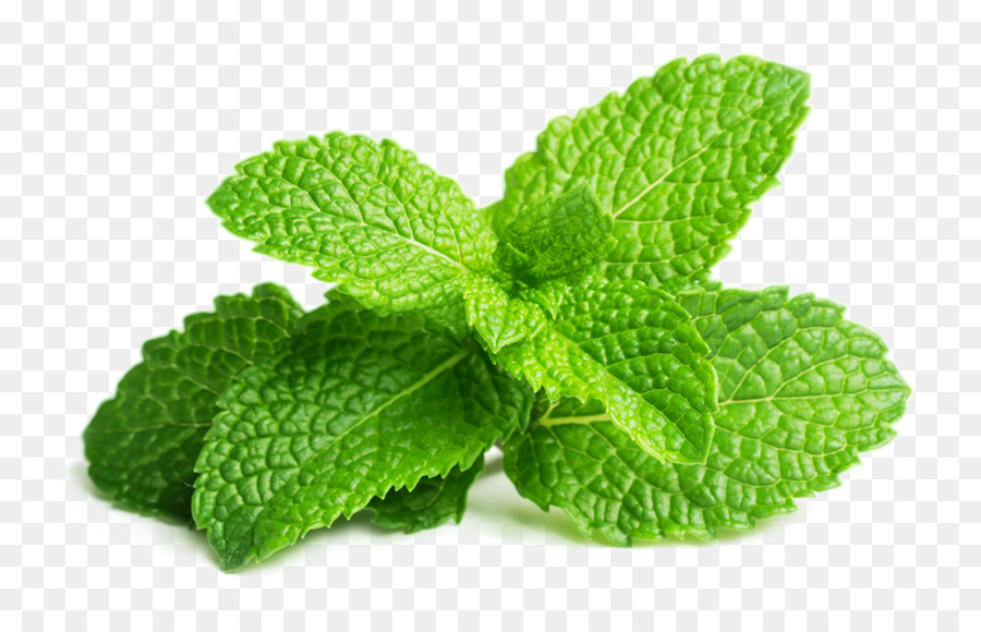 Download Daun Mint Png Nomer 3