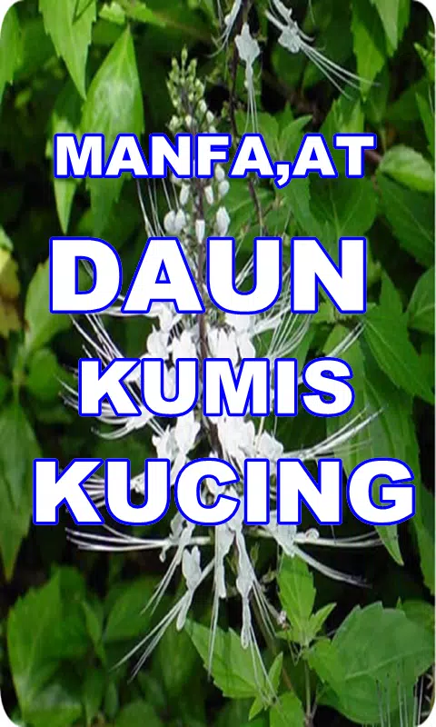 Detail Daun Misai Kucing Nomer 50