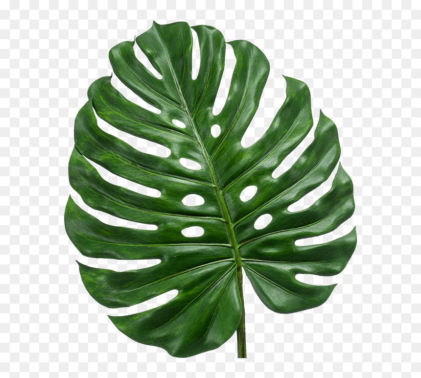 Detail Daun Monstera Png Nomer 11