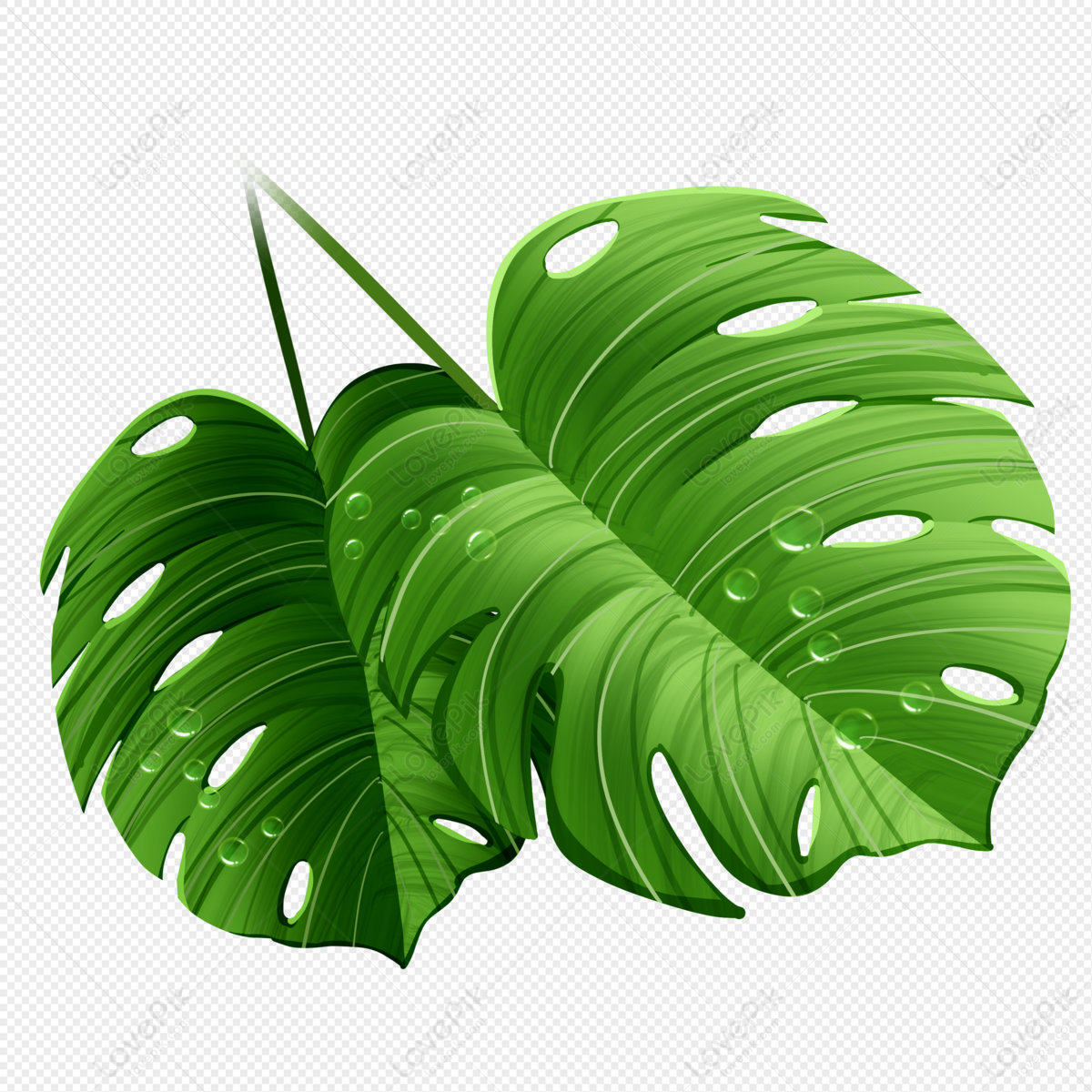 Detail Daun Monstera Png Nomer 18