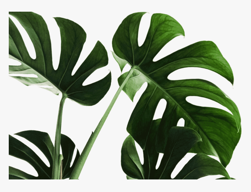 Detail Daun Monstera Png Nomer 20