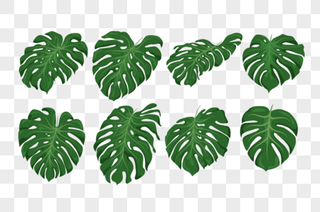 Detail Daun Monstera Png Nomer 21