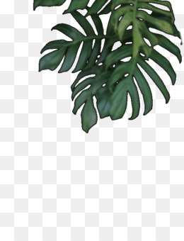 Detail Daun Monstera Png Nomer 29