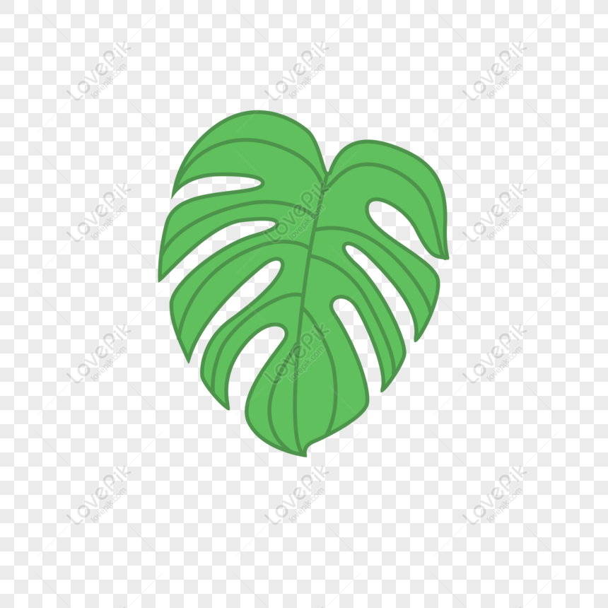 Detail Daun Monstera Png Nomer 32