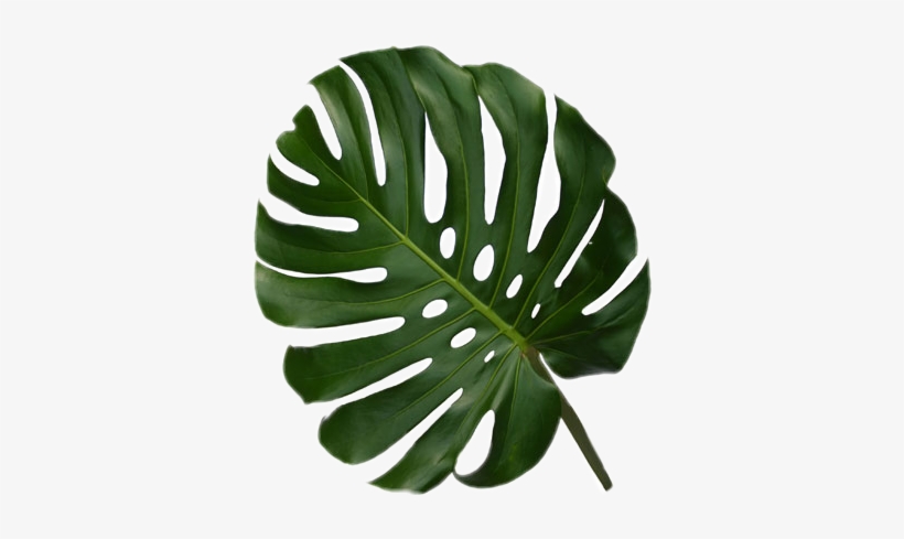 Detail Daun Monstera Png Nomer 35