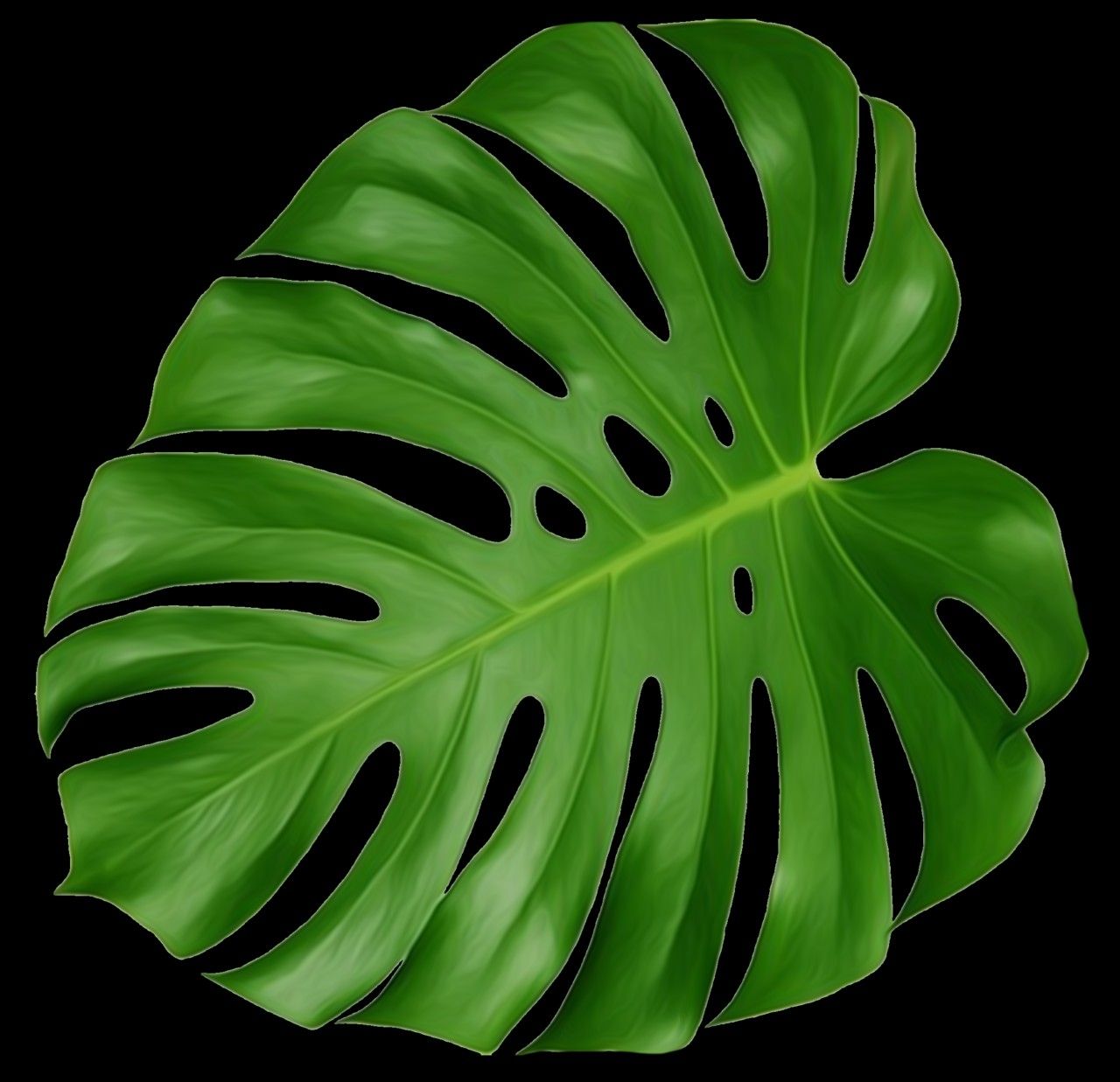 Detail Daun Monstera Png Nomer 36