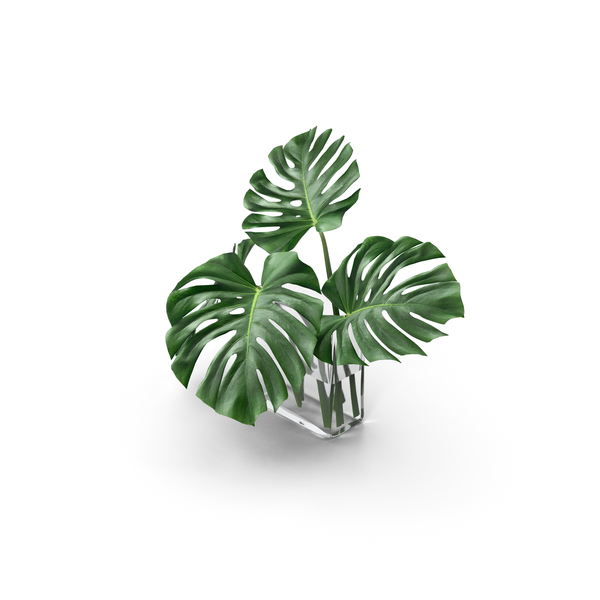 Detail Daun Monstera Png Nomer 41