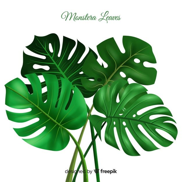 Detail Daun Monstera Vector Nomer 12