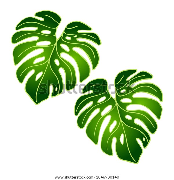 Detail Daun Monstera Vector Nomer 30