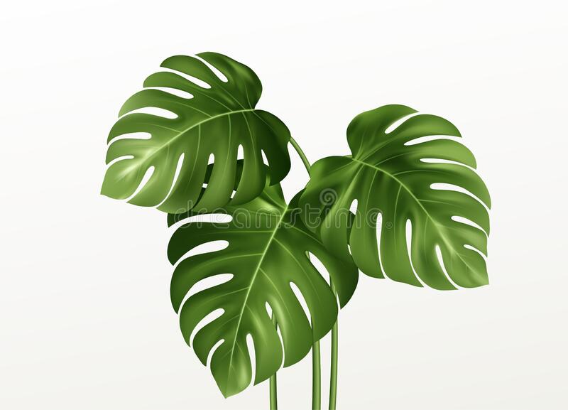 Detail Daun Monstera Vector Nomer 39